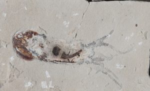 El fósil más antiguo conocido. Glyphiteuthis, octópodo fósil