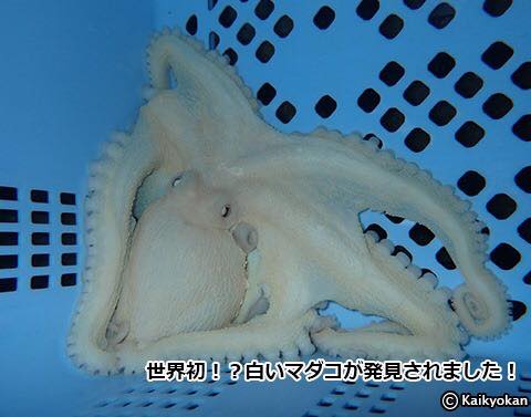 Octopus vulgaris albino