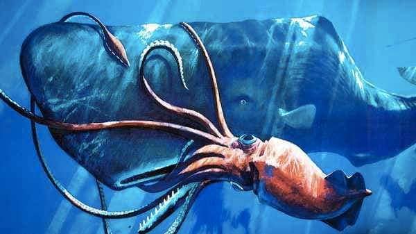 El calamar colosal (Mesonychoteuthis hamiltoni)