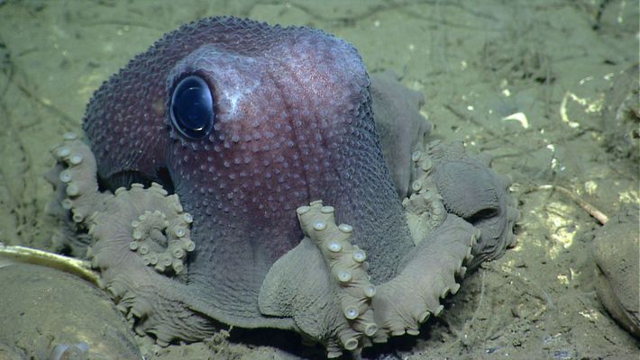 Graneledone verrucosa posado sobre el fondo del mar (Fuente: NOAA). Cefalopodos.org.