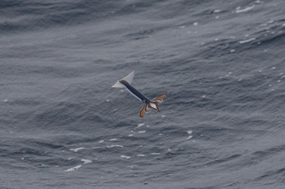 Un volante, o calamar volador sobrevolando la superficie del mar. (Fuente: Geoff Jones).