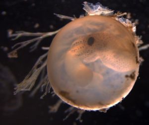 Desarrollo embrionario de Euprymna brenneri. Foto: J. Jolly.