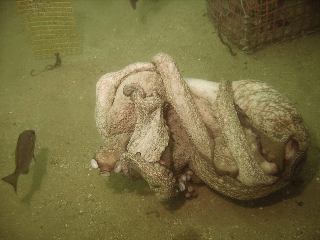 Pelea de pulpos. Octopus vulgaris. Cefalopodos.org