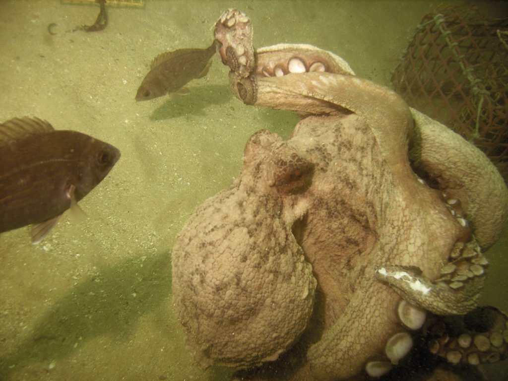 Pelea de pulpos.  Octopus vulgaris. Cefalopodos.org
