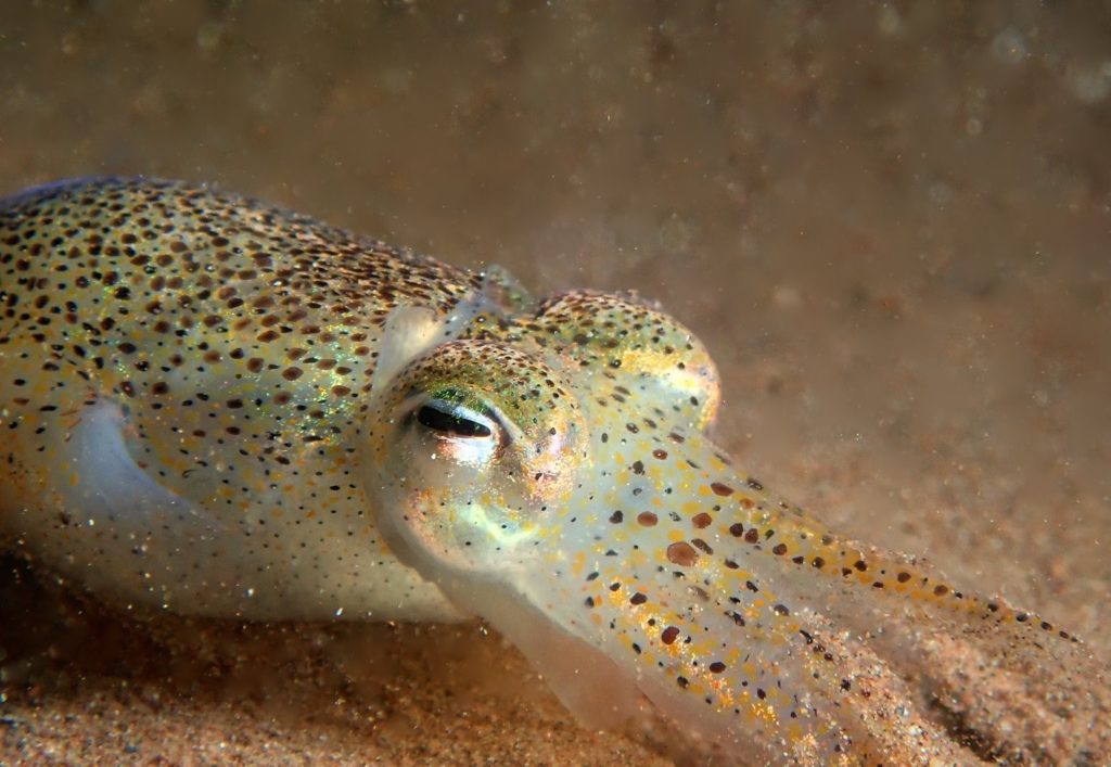 Sepiola atlántica, por Tamsyn Mann (UK Cephalopods Reports).